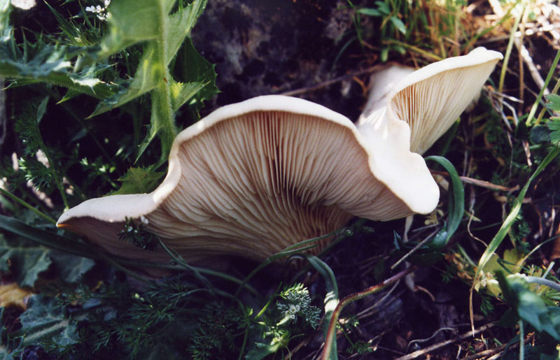 l''oro delle Madonie: P. nebrodensis (u funciu ri basiliscu)